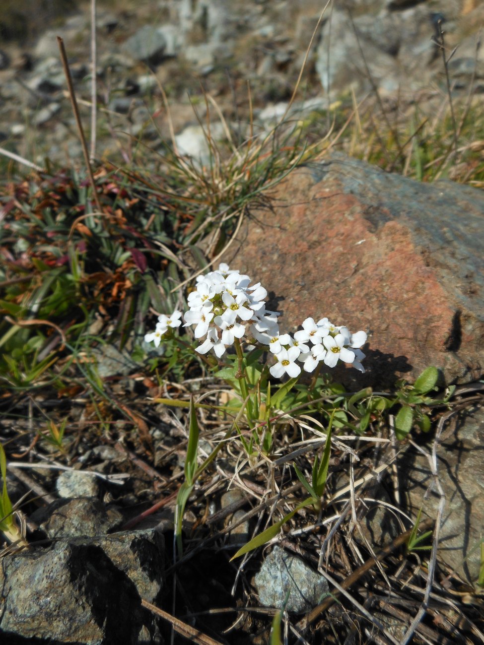 Jonopsidium savianum / Bivonea di Savi